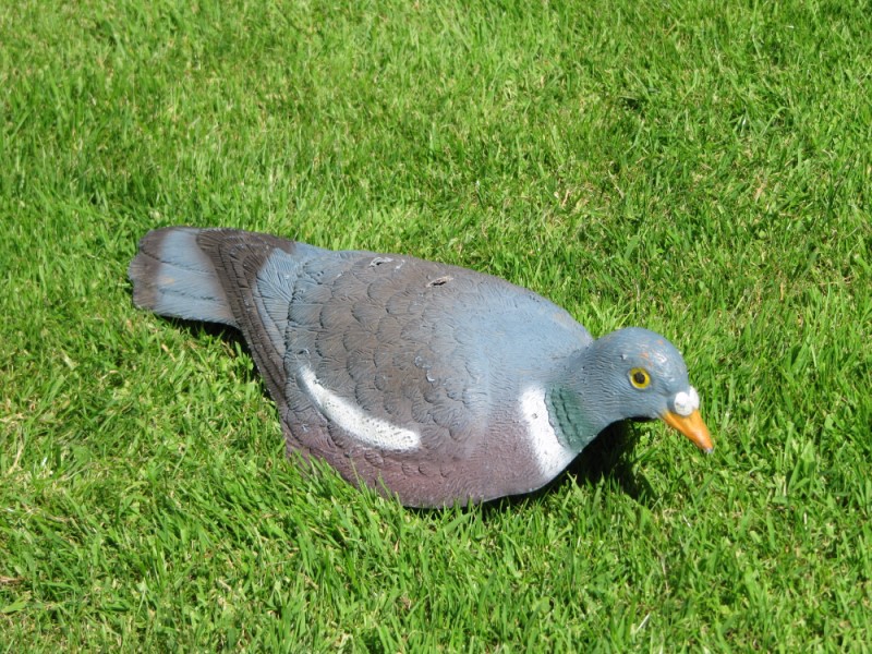 Decoy Equipment  (12)